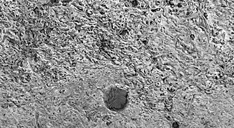 Bright and Mottled in the Arabia Region