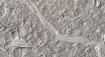 Fine-Branched Ridges 